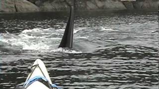 Orca whales approaching our sea kayak...