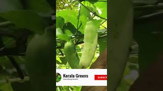 കോവൽ കുലകുലയായി കായ്ക്കാൻ!| Super Yield Fertilizer for Koval Tips6|Full Video in Description #Shorts