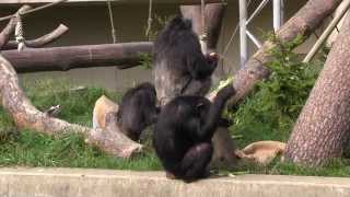 2014年　動物園も敬老の日　チンパンジーたちに特別メニュー　２　円山動物園