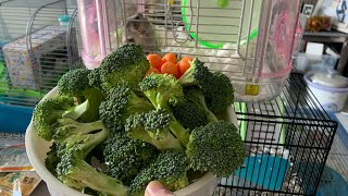 Hamster loves broccoli! 倉鼠最愛吃西蘭花