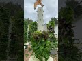 harvesting 36 lettuces chard and kale in less than one square meter verticalfarming aeroponics