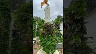 Harvesting 36 lettuces, chard, and kale in less than one square meter #VerticalFarming #Aeroponics