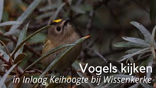 Vogels kijken in Inlaag Keihoogte bij Wissenkerke #1366