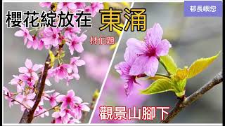 「邨長嶼您」櫻花綻放在東涌，赤鱲角觀景山下，攝影，花卉