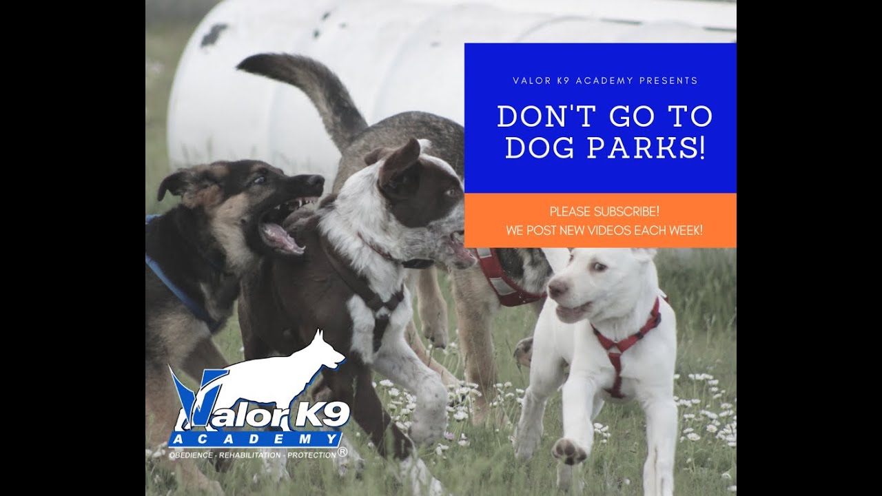 Don't Go To Dog Parks! - YouTube