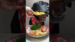 I love eating!#dog #dogfooding #doglover