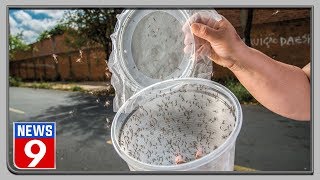 750 million ‘mutant mosquitoes’ to be released in Florida