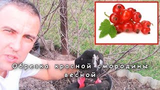 Обрезка красной смородины весной