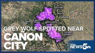 New data from CPW shows a grey wolf was spotted near Cañon City