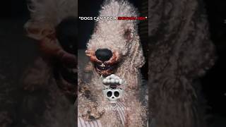 Dogs Can T Be A Skinwalker