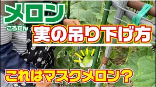 ころたん　実の吊り下げ方【メロン】【ころたん】【高知】