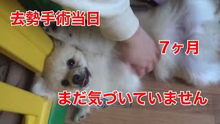 ポメラニアン7ヶ月去勢手術当日