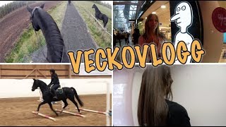 VECKOVLOGG - STOCKHOLM OCH ARG HÄST