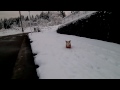 雪の上を駆けるコーギー　かわいいマッピー