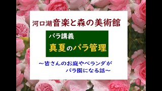 真夏のバラ管理　河口湖音楽と森の美術館　～皆さんのお庭やベランダがバラ園になる話～