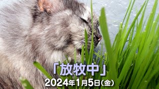 我が家の猫たち「放牧中」2024年1月5日(金) \