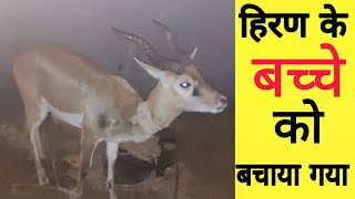 आज हम ने जख्मी हिरन के बच्चें को बचाया/Today, we rescued injured deer/children from wild animals