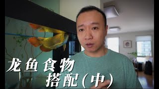 #296 龙鱼的食物搭配（中）——为什么下午或晚上喂鱼好？