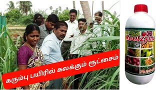 கரும்பு பயிரில் அதிக தூர்கள் அபார வளர்ச்சி