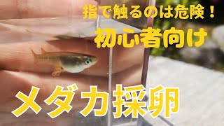 メダカの採卵、初心者向け　直接メダカに触るのはメダカにとってはダメージ大