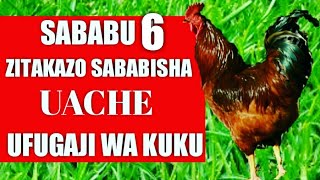 Sababu 6 Zitakazo Sababisha Uache UFUGAJI WA KUKU