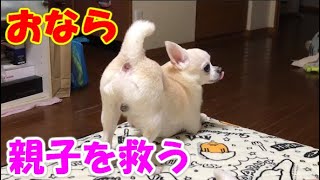 【ホラー風】チワワ犬のオナラは親子を救う Farts of Chihuahuas save parents and children