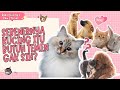 SEBENERNYA KUCING ITU BUTUH TEMAN GAK SIH?🤔🤔 | Radio Kucing's Paw Stories #6