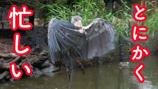 忙しすぎるハシビロコウ、ボンゴの10分間! ボンゴ\u0026マリンバ2  part26　SHOEBILL \