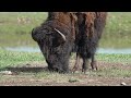 stock video bison moving in slow motion as it grazes