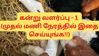 Kandru valarppu கன்று வளர்ப்பு - 1 (முதல் மணி நேரத்தில் இதை செய்யுங்க!!) @DairyFarmTips #tamil