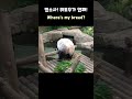 밥상에 워토우가 없을 때💕러바오의 반응은 러바오 shorts lebao