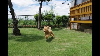 トイプードル　愛称ポピー　庭遊び