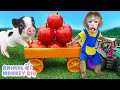 Monkey Rio harvests fruit with piglets and explores the Coca Fanta Pepsi truck | Animal Monkey Rio