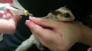 フクロモモンガ プラチナ君の爪切り Sugar Gliders