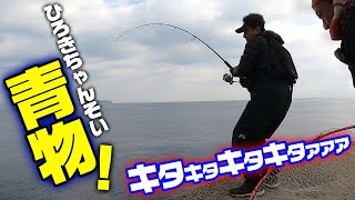 堤防足元でボイル発生でブリ釣れた！