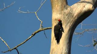 Pileated Woodpecker Chicks Being Fed By Mom