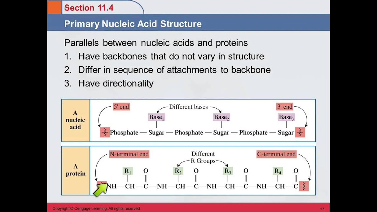Nucleic Acid Structure Function Structure Function