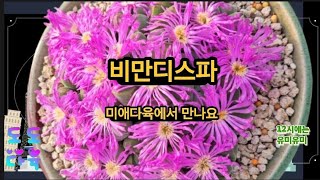 비만디스파 화사하고 매력덩어리 볼매 디스파 함께보아요