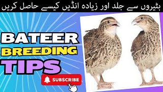 Batair Breeding Tips || Batair Se Anden kaisy Hasil Karen