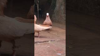 Mukhi Pigeons 😍 #kabutar 🕊 #status #shorts