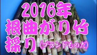 根曲がり竹採り全部見せます!!  2016年。