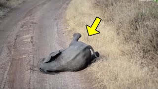 Baby Elephant Threw a Temper Tantrum. You Won't Believe How Its Mum Handled The Situation!