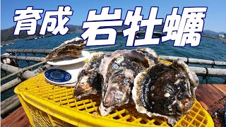 【舞鶴】丹後の海 育成岩がきの出荷が間もなく始まります！