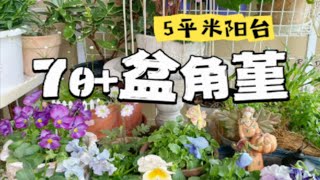 5平米阳台70多盆角堇，冬天也是满满滴阳光哦