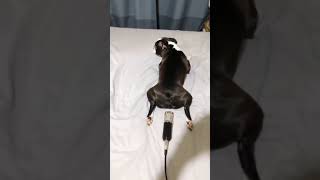 Dog Farts into Microphone|A Farting Dog|Funny Dog Videos|Funny Videos #shorts #dogs #tiktok