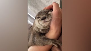 Otter Melonpan is so cute😍🥰🦦❤|PamperOtter|Cute Otter