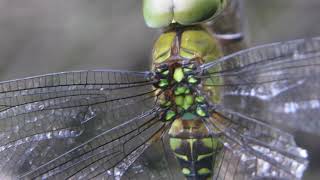 日中、枝にとまり休むカトリヤンマ Gynacantha japonica ♀