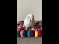 bird wiggle dance 📽️ arlobird