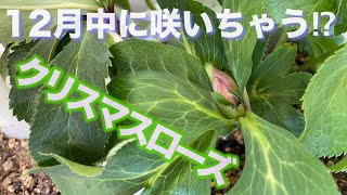 Flower486バルコニーのガーデニング🌸クリスマスローズの新葉と花芽の様子