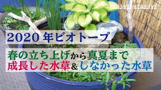 【ベランダビオトープ3種】春の立ち上げから真夏まで 成長した水草＆しなかった水草 - IMACHI TERRACE